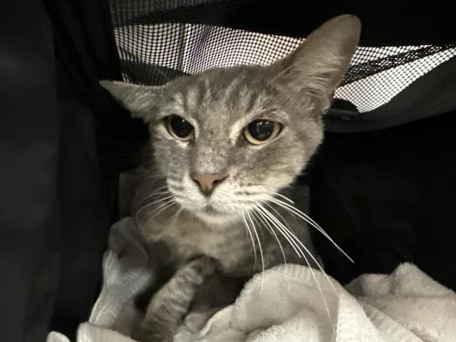 Luna - Domestic Short Hair