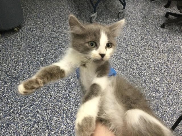 Unknown - Domestic Medium Hair