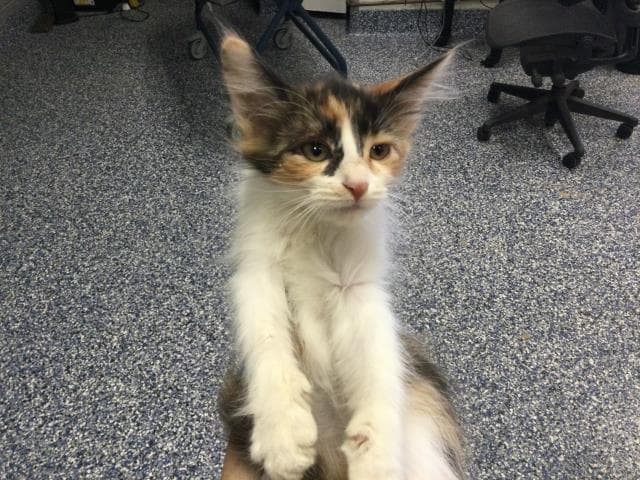 Unknown - Domestic Medium Hair