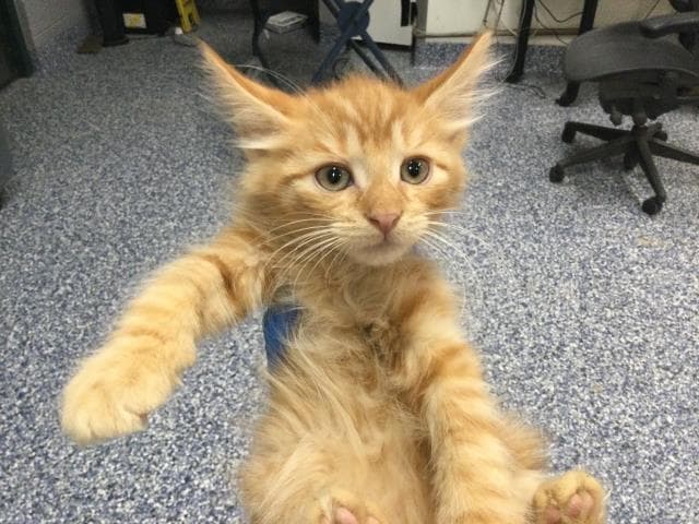 Unknown - Domestic Medium Hair