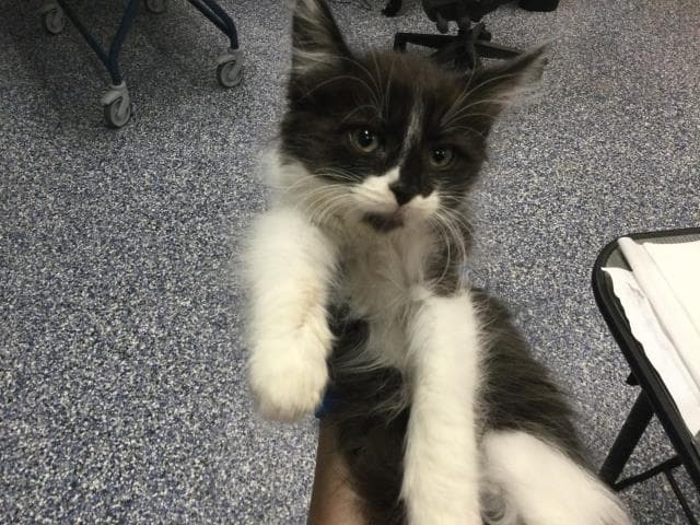 Unknown - Domestic Medium Hair