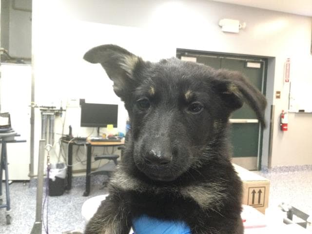 Thelma - German Shepherd Dog