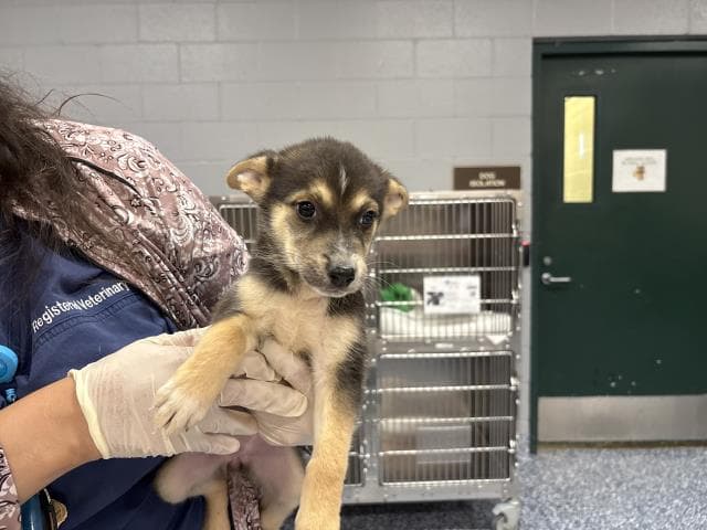 Abby - Australian Cattle Dog/Blue Heeler