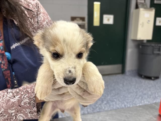 Hank - Australian Cattle Dog/Blue Heeler