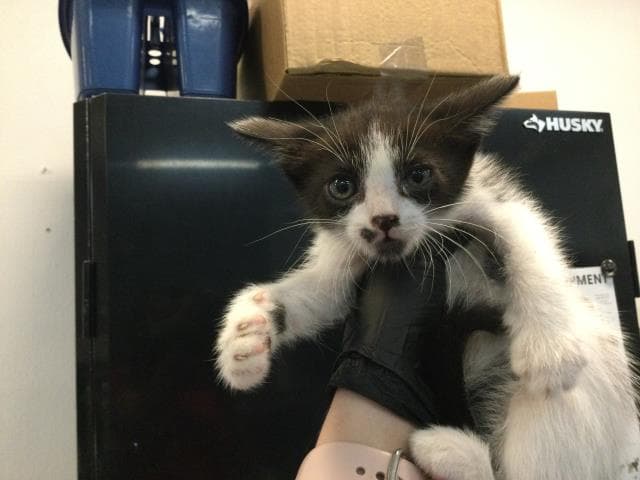 Unknown - Domestic Short Hair