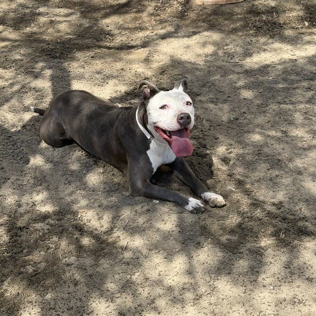 Wendy - Pit Bull Terrier