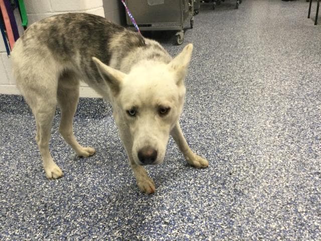 Unknown - Siberian Husky