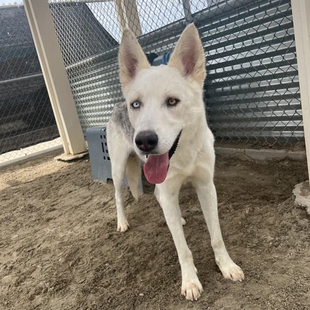 Unknown - Siberian Husky