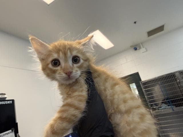 Unknown - Domestic Medium Hair