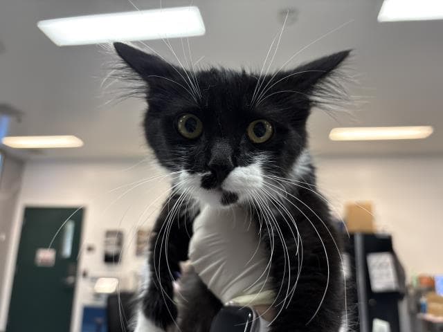 Foxtrot - Domestic Medium Hair