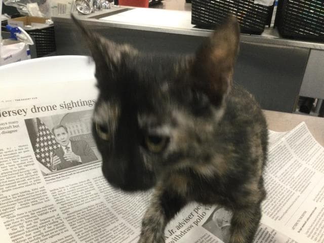 Unknown - Domestic Short Hair