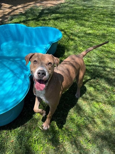 Jack - Pit Bull Terrier