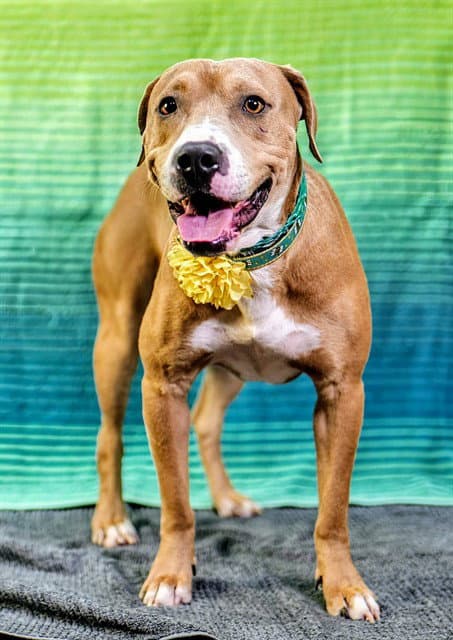Jack - Pit Bull Terrier