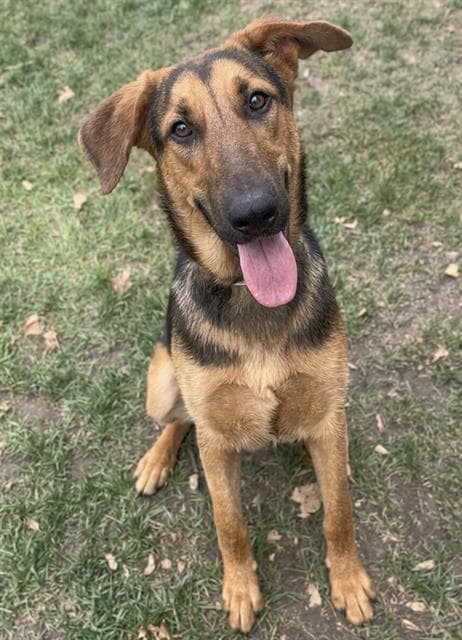 Hazel - German Shepherd Dog