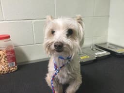 Oliver image 1