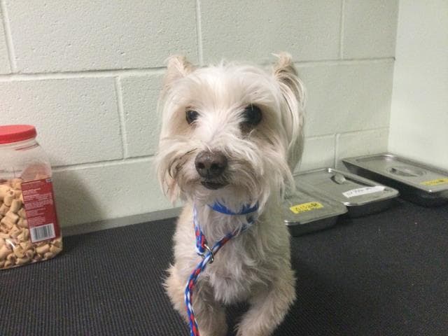 Oliver - West Highland White Terrier Westie