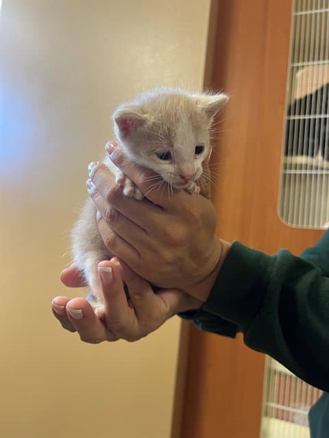 Unknown - Domestic Short Hair
