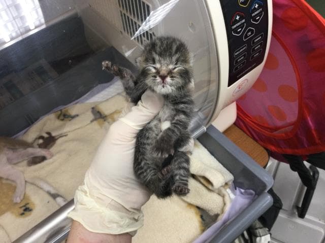 Unknown - Domestic Short Hair