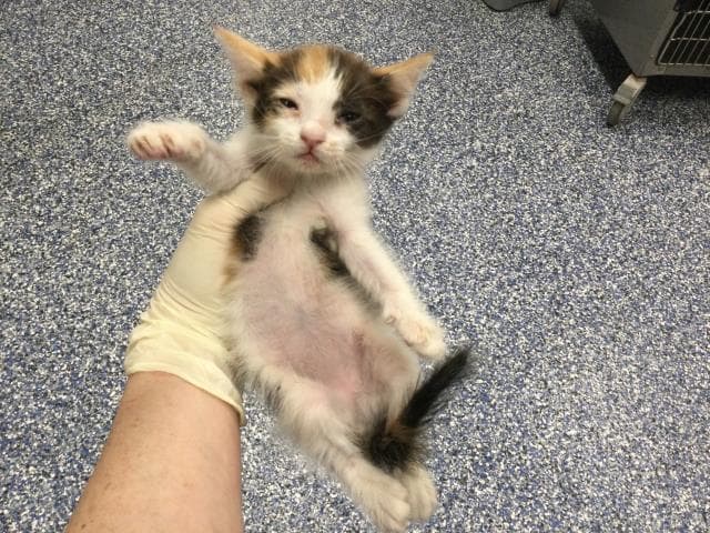 Unknown - Domestic Short Hair