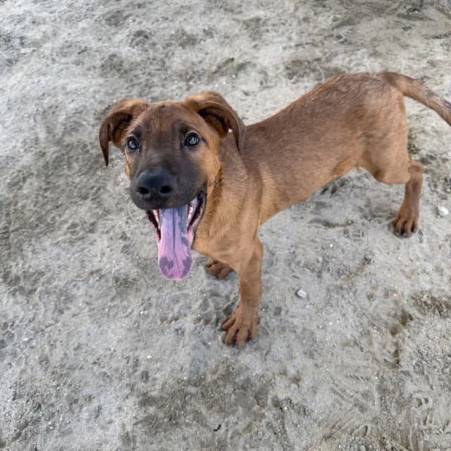 Oakley - Pit Bull Terrier