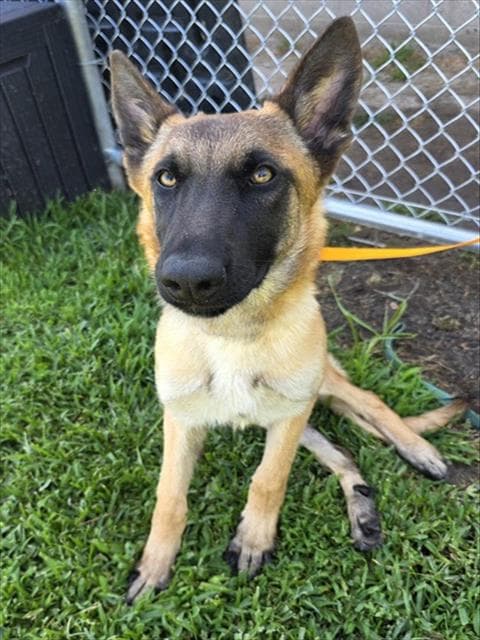 Max - Belgian Shepherd Malinois