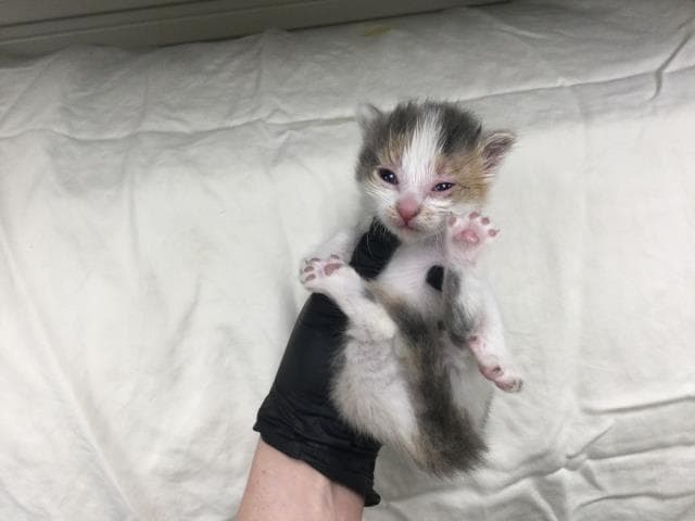 Unknown - Domestic Short Hair