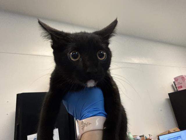 Unknown - Domestic Short Hair