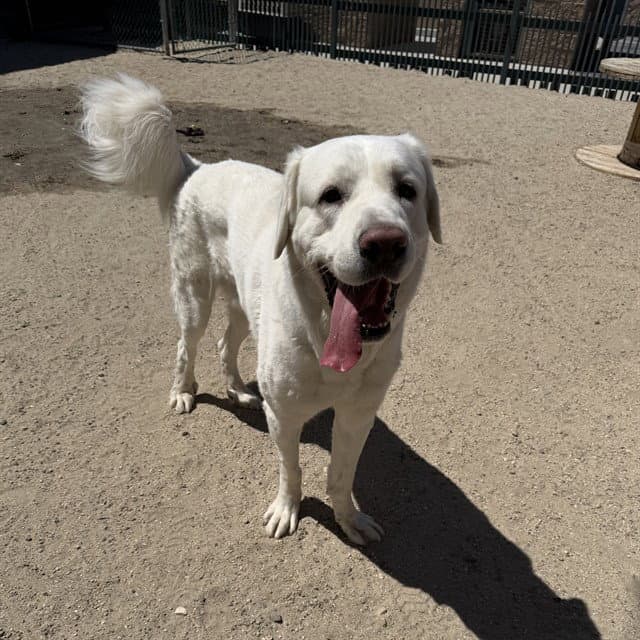 John Snow - Great Pyrenees