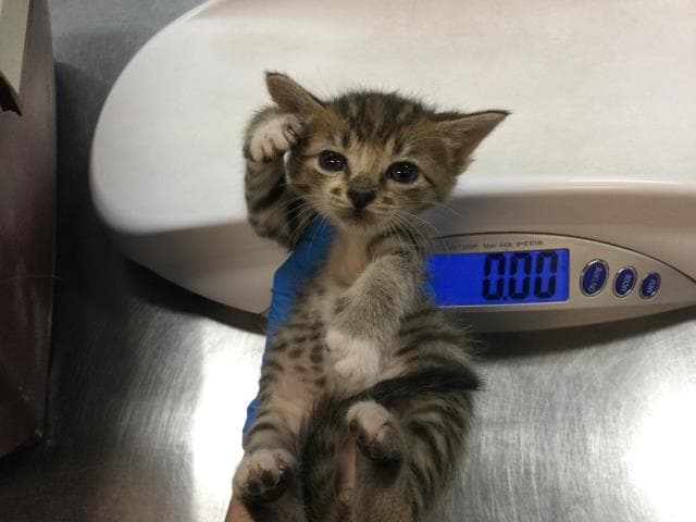 Unknown - Domestic Short Hair