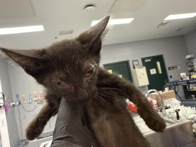 Unknown - Domestic Short Hair