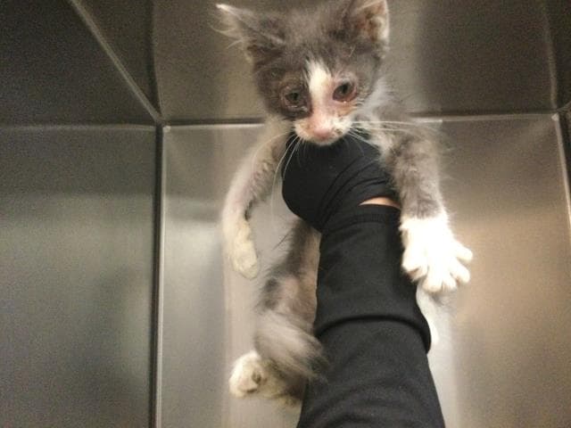 Ivy - Domestic Short Hair