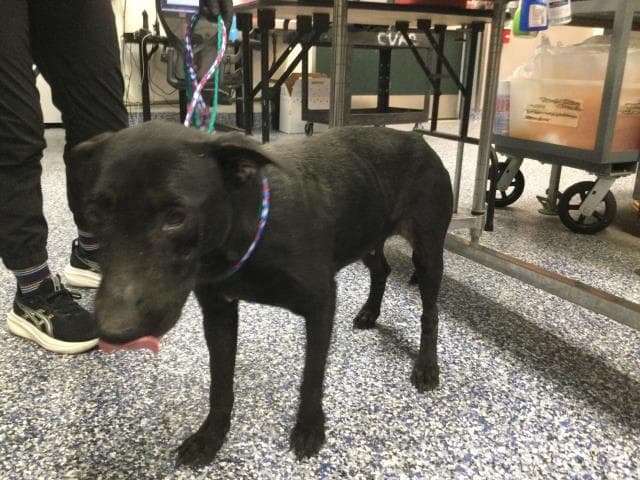 Moxy - Labrador Retriever