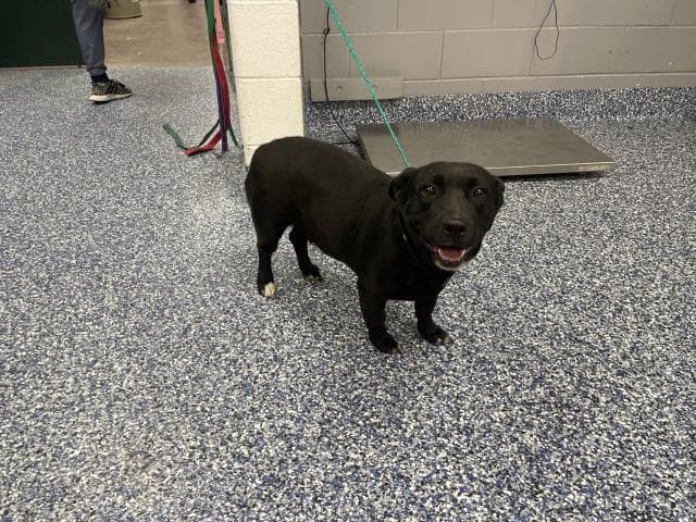 Unknown - Labrador Retriever