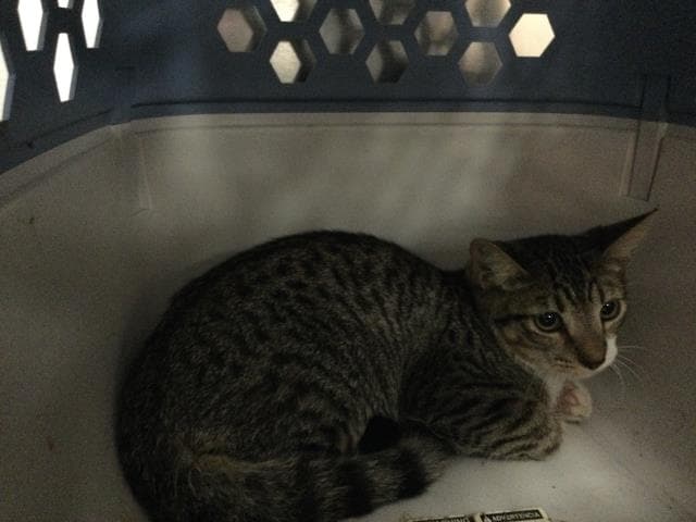 Unknown - Domestic Short Hair