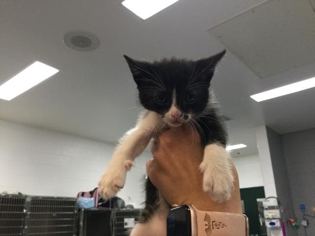 Unknown - Domestic Short Hair