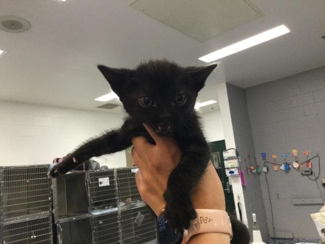 Unknown - Domestic Short Hair