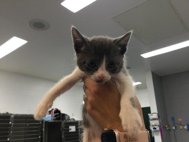 Unknown - Domestic Short Hair