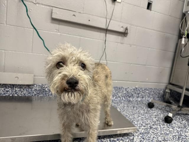 Bella - Terrier