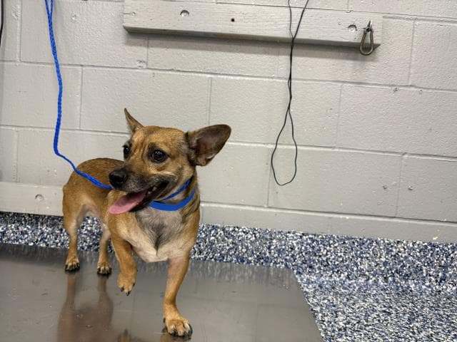 Toby - Chihuahua
