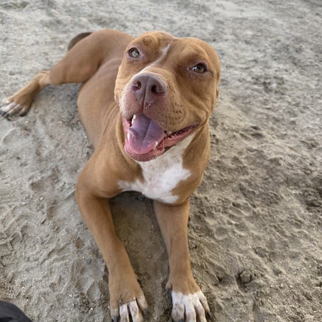 Martha - Pit Bull Terrier