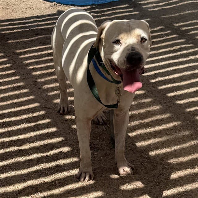 Jack Jack - Pit Bull Terrier