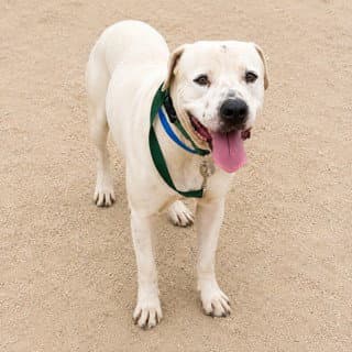 Jack Jack - Pit Bull Terrier