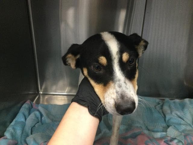 Lorenzo - Terrier