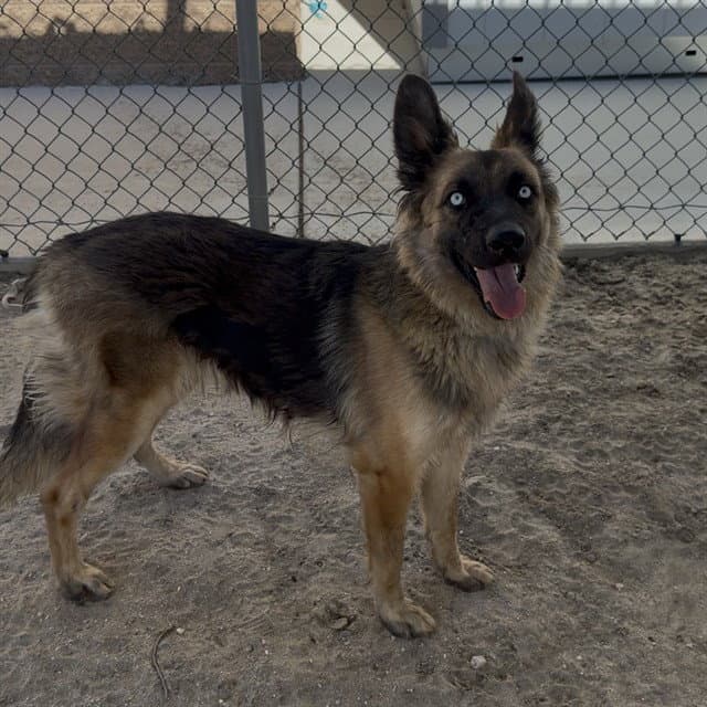 Mystique - German Shepherd Dog