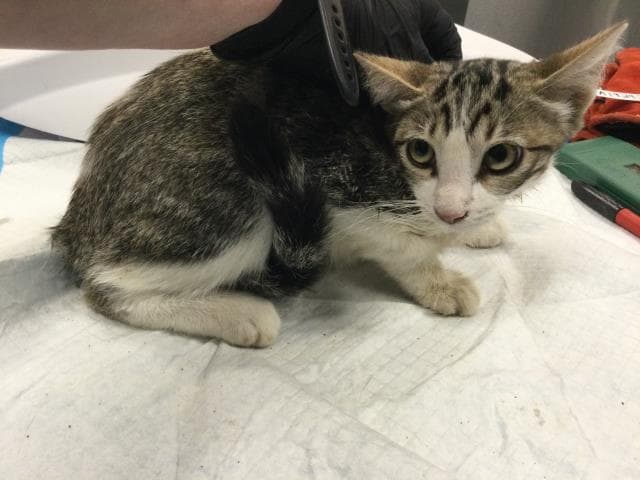 Joanna - Domestic Short Hair