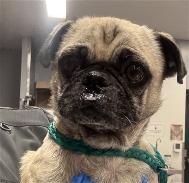 Willow - Pug