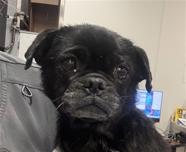 Olive - Pug