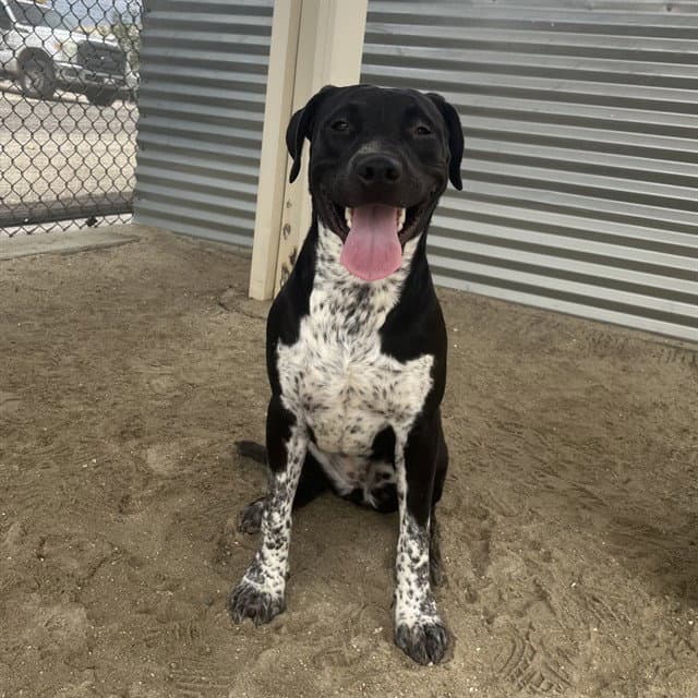 Ella - Labrador Retriever