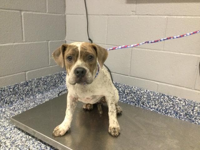 Brandy - Pit Bull Terrier