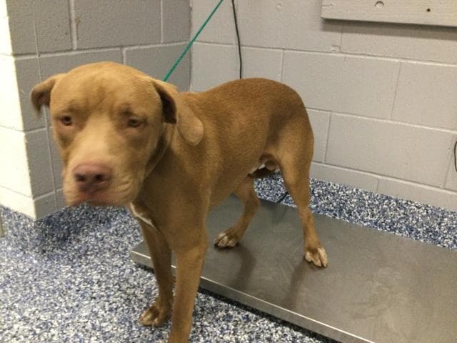 Bailey - Pit Bull Terrier